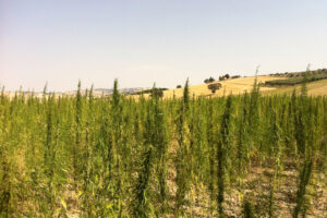 La canapa coltivata dall'azienda Vitelium