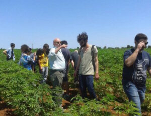 Visita guidata ad un campo di canapa