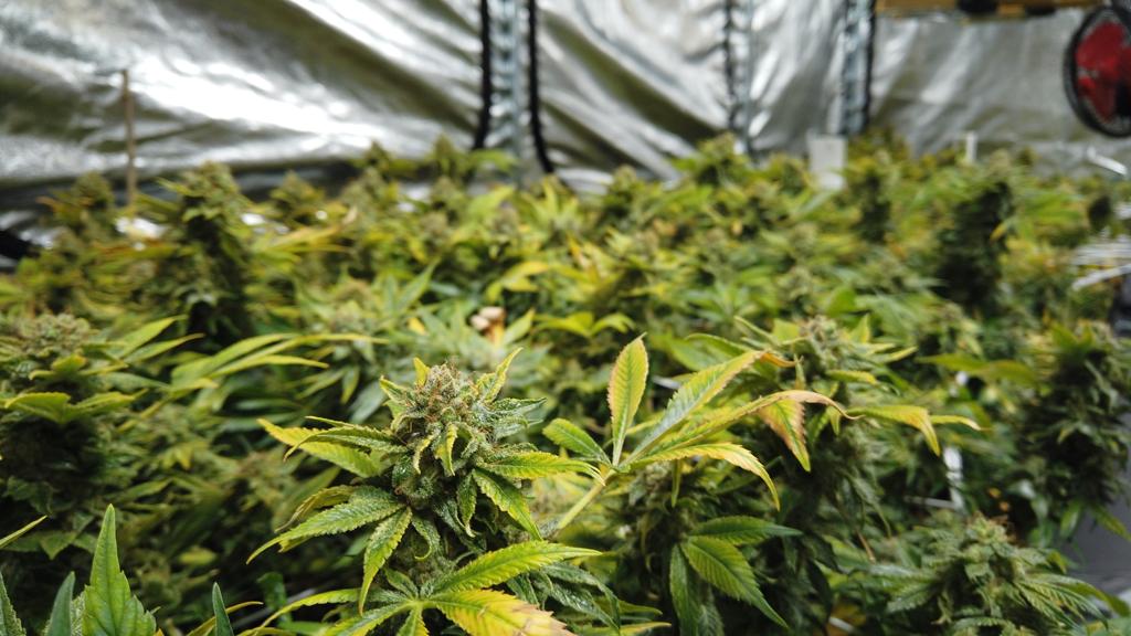 Gli impianti certificati per la coltivazione di canapa indoor: presentazione a Milano il 29 ottobre