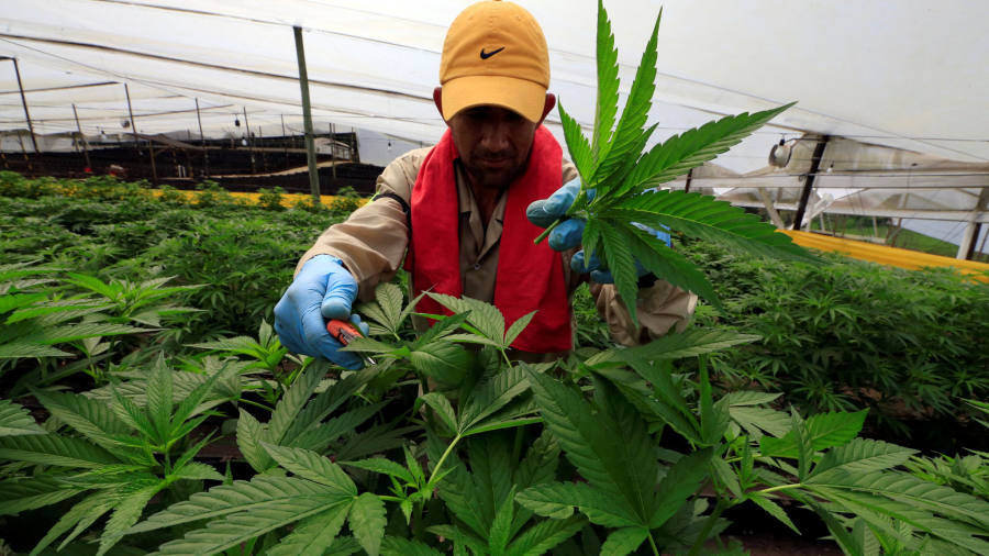 Colombia: le aziende puntano a sviluppare genetiche tropicali dalle caratteristiche uniche