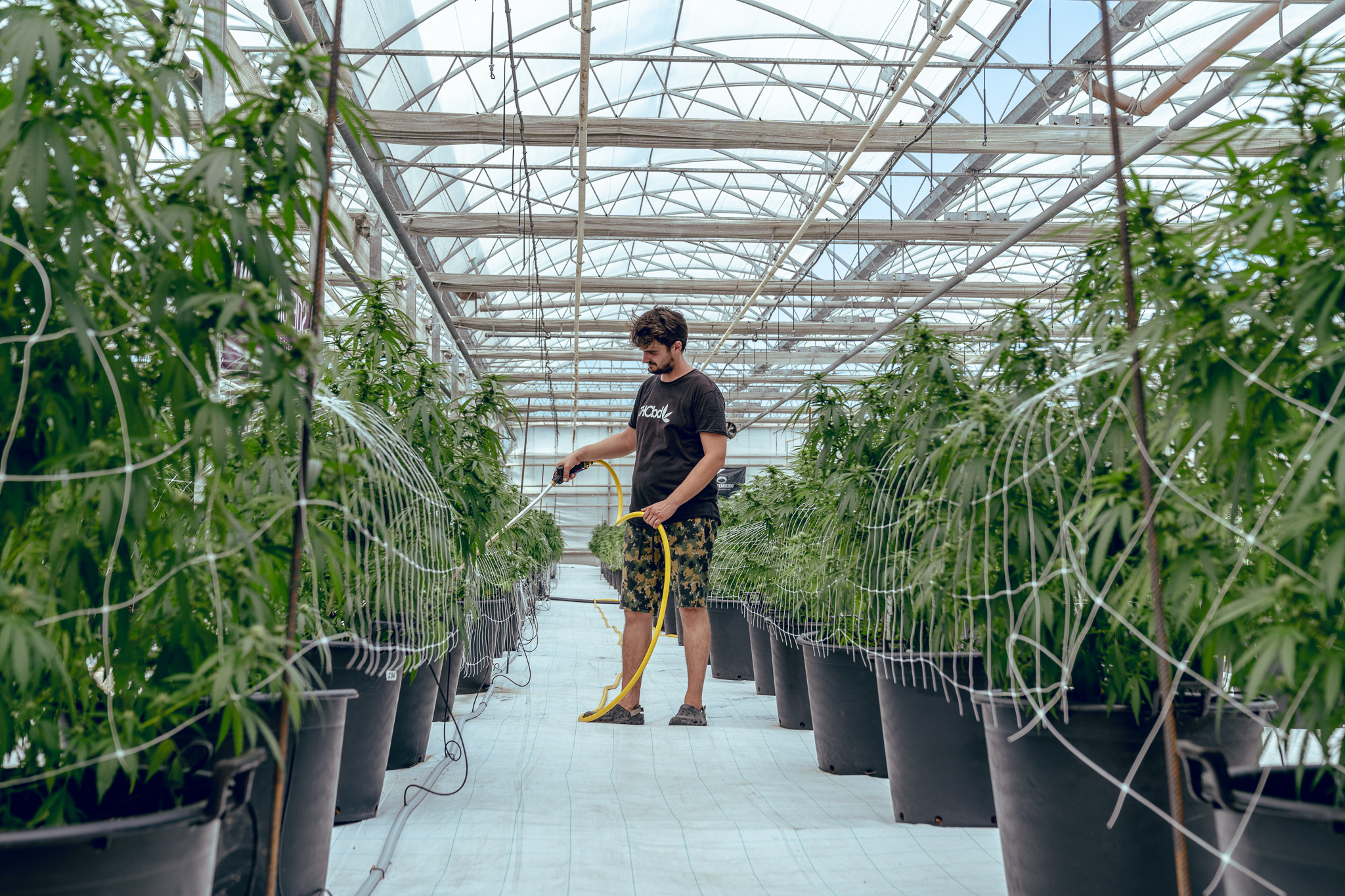 La cannabis light secondo THCbd: “E’ un nuovo modo di vivere l’erba”