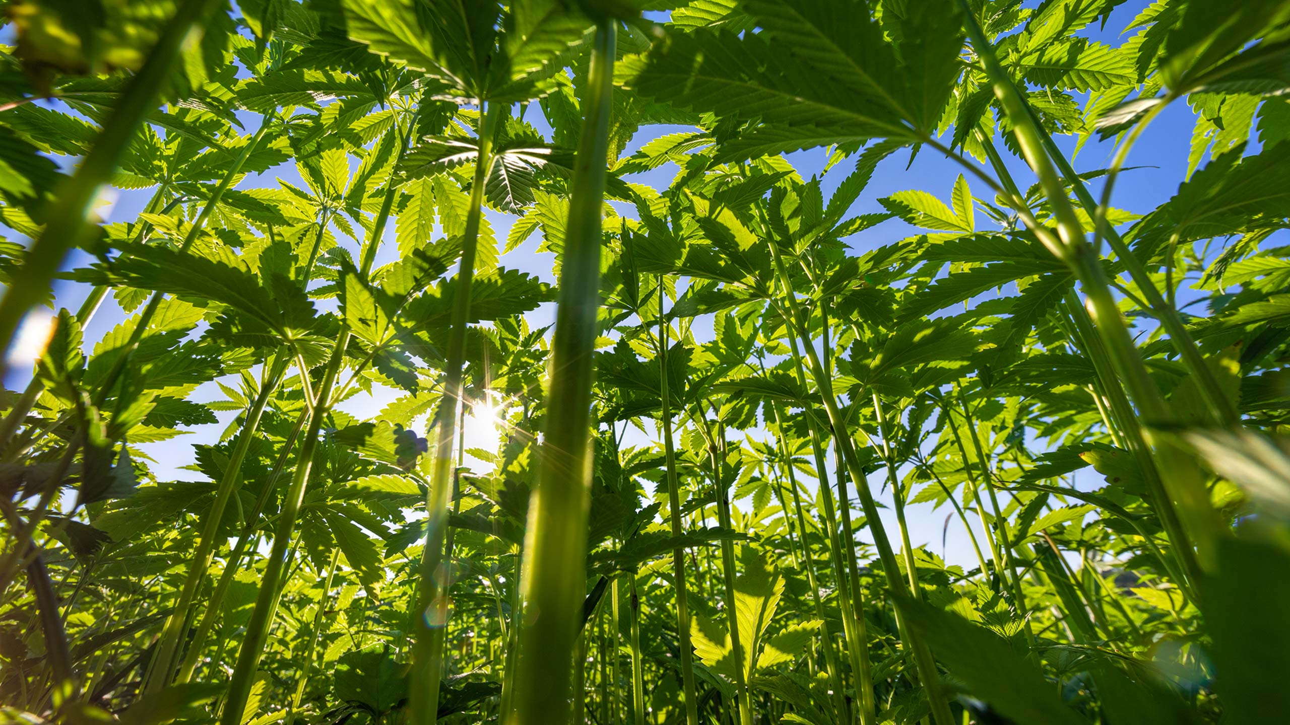 Seme certificato o non certificato: questo è il dilemma