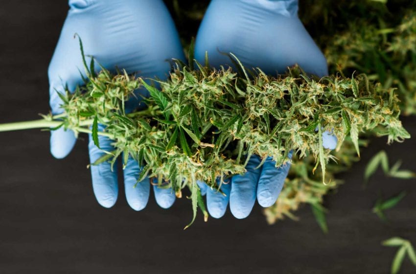 La British American Tobacco investe in canapa e CBD: è l’ennesimo cambio di rotta