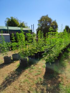 cannabinoidi